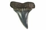 Fossil Toothed Mako Shark Tooth - Georgia #158770-1